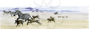 Royalty Free Clipart Image of Cheetahs Hunting Zebras