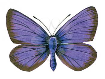 Royalty Free Clipart Image of an Arhopala Hercules Butterfly