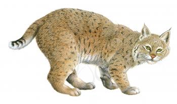 Royalty Free Clipart Image of a Canadian Lynx 