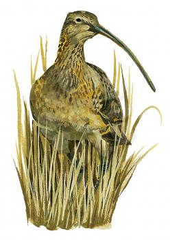 Royalty Free Clipart Image of a Long Billed Curlew