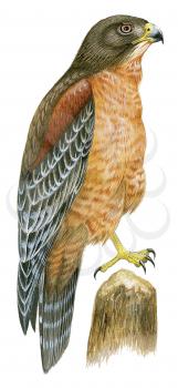 Royalty Free Clipart Image of a White Tailed Hawk