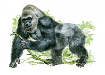 Royalty Free Clipart Image of a Gorilla 