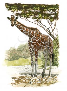Royalty Free Clipart Image of a Giraffe 