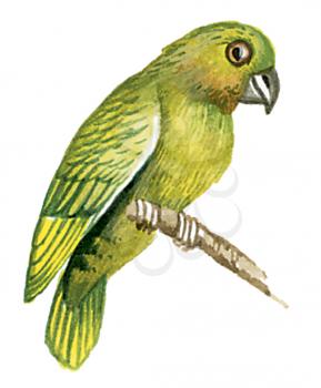 Royalty Free Clipart Image of a Green Bird 
