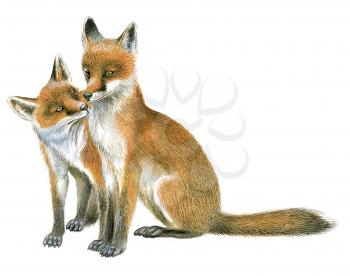 Royalty Free Clipart Image of a Pair of Red Foxes 