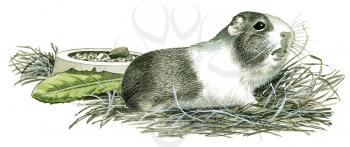 Royalty Free Clipart Image of a Guinea Pig 