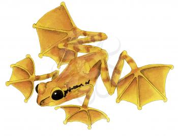 Royalty Free Clipart Image of a Yellow Flying Frog 