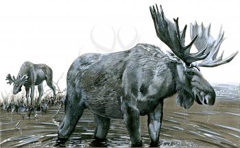 Royalty Free Clipart Image of a Mother Moose and her Baby 
