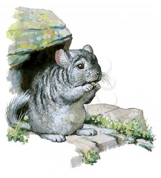 Royalty Free Clipart Image of a Chinchilla 