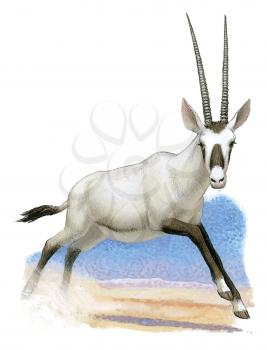 Royalty Free Clipart Image of a White Gazelle 