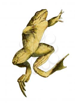 Royalty Free Clipart Image of a Jumping Frog 