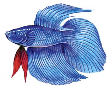Royalty Free Clipart Image of a Betta Fish 