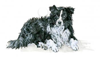 Royalty Free Clipart Image of a Boarder Collie