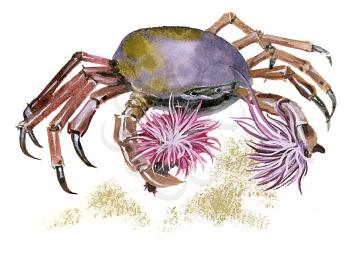 Royalty Free Clipart Image of a Purple Shore Crab 