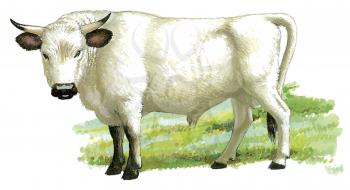 Royalty Free Clipart Image of a Chianina Cow 