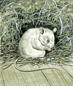 Royalty Free Clipart Image of a Barn Mouse 