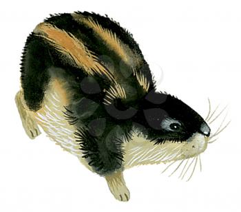 Royalty Free Clipart Image of a Small Furry Rodent 