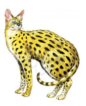 Royalty Free Clipart Image of an Egyptian Mau 