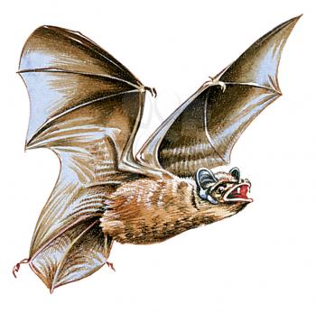 Royalty Free Clipart Image of a Big Brown Bat 