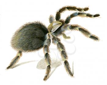 Royalty Free Clipart Image of a Western Desert Tarantula 