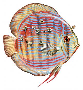 Royalty Free Clipart Image of a 3D Rose Discus Fish with young feeding off