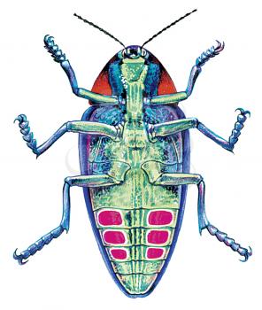 Royalty Free Clipart Image of a Long Horned Beetle 
