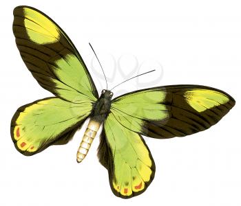 Royalty Free Clipart Image of a Brush-Footed Butterfly