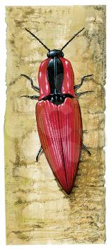 Royalty Free Clipart Image of a Red Jewel Beetle