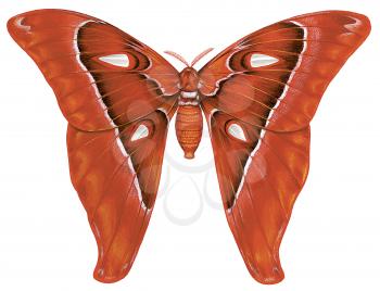 Royalty Free Clipart Image of a Giant Atlas Moth 