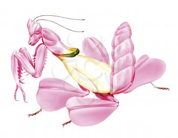 Royalty Free Clipart Image of a Pink Praying Mantis