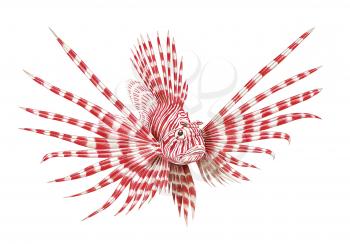 Royalty Free Clipart Image of a Lion Fish 