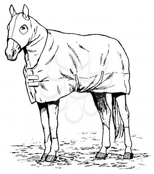 Horse Illustration