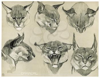 Royalty Free Clipart Image of a 360 head view of a Caracal Cat 