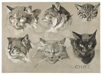 Royalty Free Clipart Image of Different Cat Species