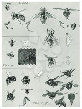 Royalty Free Clipart Image of Insects that Sting, a Wasp, a Bee, and a Hornet 