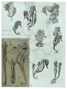 Royalty Free Clipart Image of Seahorse Swimming and Resting poses 