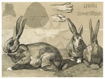 Royalty Free Clipart Image of a Domestic Long Eared Rabbit. 