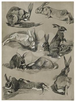 Royalty Free Clipart Image of Different Views of a Rabbit 
