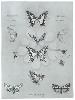Royalty Free Clipart Image of Butterflies and Moths 