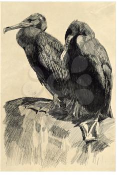 Royalty Free Clipart Image of Cormorant Ducks