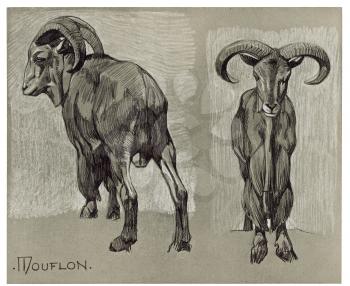Royalty Free Clipart Image of a Mouflon Sheep 