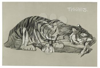 Royalty Free Clipart Image of a Tiger Eating