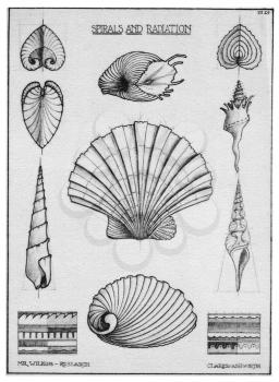 Royalty Free Clipart Image of Seashells 