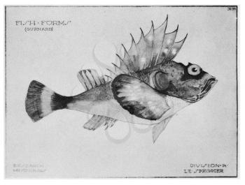 Royalty Free Clipart Image of a Perch Gurnard Fish 