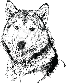 Royalty Free Clipart Image of a Husky