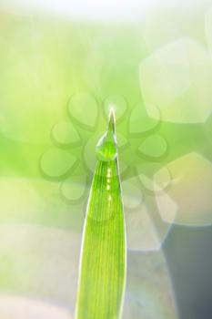 A blade of grass with drops of dew and a spark