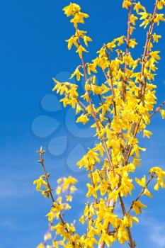 Forsythia blooming bright sunny day against the blue sky