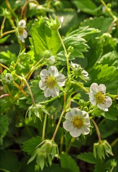 Several flowers blossoming strawberry on a background of green leaves