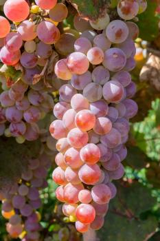 Grape bushes with bunches of ripe pink grapes
