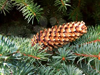 Fir cone on the background of fir branches